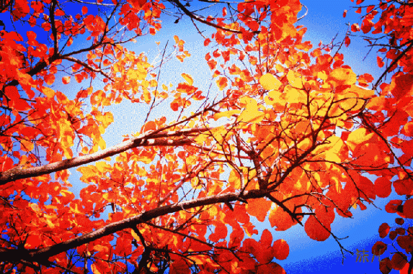 今日云策 10月31日最佳情报|趵突泉秋色五彩斑斓，大明湖薄雾梦幻如纱